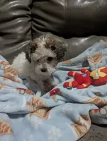Colocha, a female Poodle - Miniature  for sale in Salemburg, NC – 9 of 10