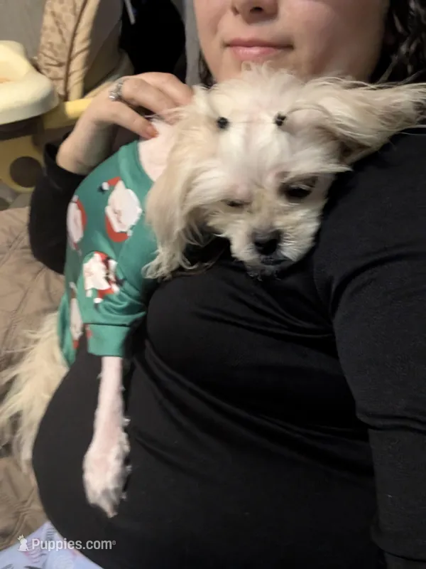 Pixie  – Peekapoo puppy for sale in Salemburg, NC