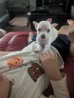 Paul, a male Chihuahua for sale in Salemburg, NC – 4 of 4