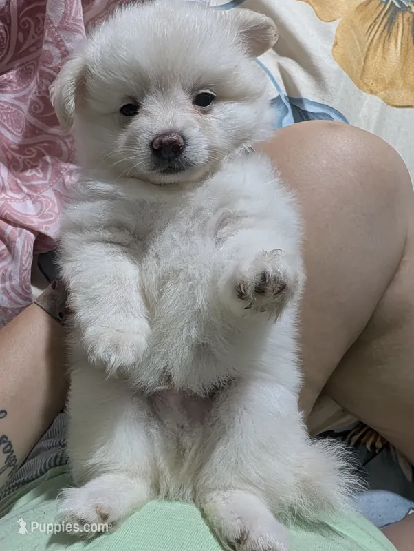 Taquito – Pomchi puppy for sale in Salemburg, NC