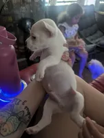 Paul, a male Chihuahua for sale in Salemburg, NC – 2 of 4