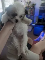 Dottie, a female Chihuahua for sale in Salemburg, NC – 2 of 5