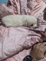 Taquito, a male Pomchi for sale in Salemburg, NC – 3 of 6
