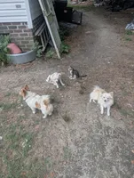 Sari, a female Chinese Crested and Pomeranian for sale in Salemburg, NC – 7 of 9