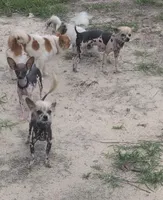 Sari, a female Chinese Crested for sale in Salemburg, NC – 5 of 6