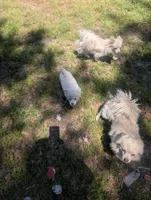 Sari, a female Chinese Crested for sale in Salemburg, NC – 3 of 6