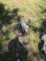 Sari, a female Chinese Crested for sale in Salemburg, NC – 4 of 6