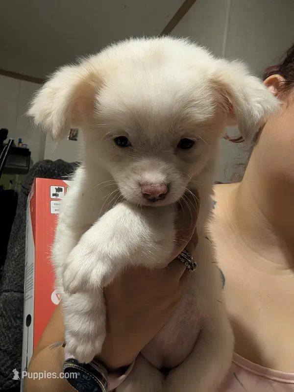 Sari – Chinese Crested puppy for sale in Salemburg, NC