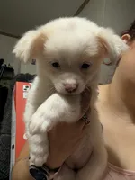 Sari, a female Chinese Crested for sale in Salemburg, NC – 1 of 6