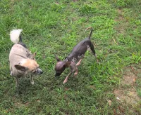 Sari, a female Chinese Crested for sale in Salemburg, NC – 6 of 6