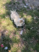 Thumbelina, a female Peekapoo and Pomeranian for sale in Salemburg, NC – 5 of 5