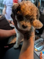 Colocha, a female Poodle - Miniature  for sale in Salemburg, NC – 3 of 6