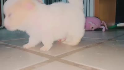 Lint, a male Peekapoo and Pomeranian for sale in Salemburg, NC – 3 of 5