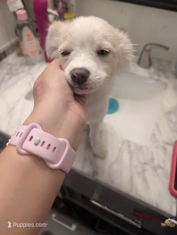 Sari – Chinese Crested puppy for sale in Salemburg, NC
