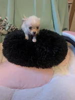 Thumbelina, a female Peekapoo and Pomeranian for sale in Salemburg, NC – 7 of 8