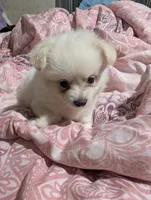 Bon bon, a male Pomchi for sale in Salemburg, NC – 5 of 5