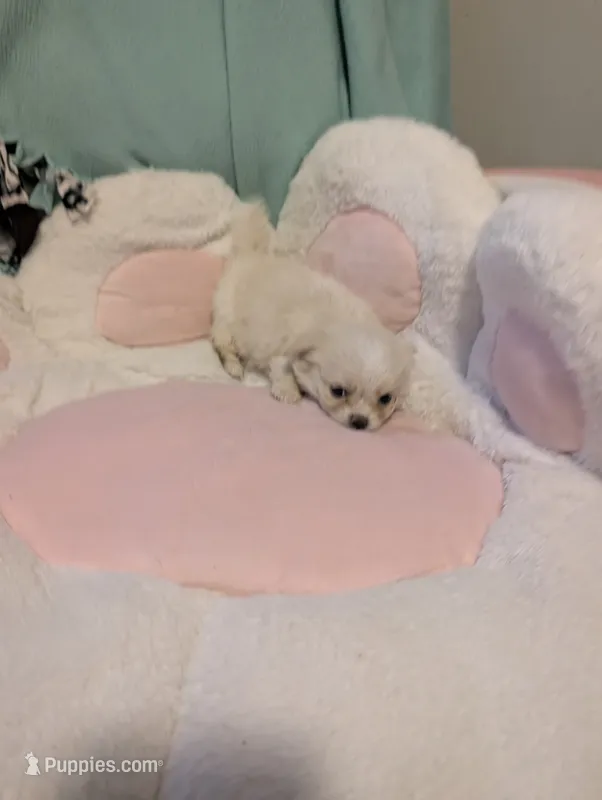 Thumbelina – Peekapoo, Pomeranian puppy for sale in Salemburg, NC