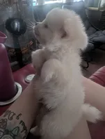 Polar, a male Chihuahua for sale in Salemburg, NC – 3 of 4