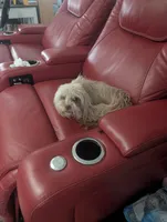 Ruby, a female Shih Tzu for sale in Salemburg, NC – 3 of 4