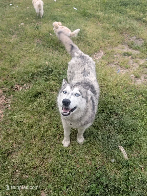 Ivy – Siberian Husky puppy for sale in Salemburg, NC