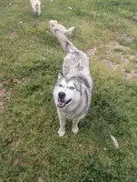 Ivy, a female Siberian Husky for sale in Salemburg, NC – 1 of 1