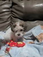 Colocha, a female Poodle - Miniature  for sale in Salemburg, NC – 6 of 10