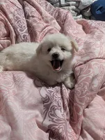 Taquito, a male Pomchi for sale in Salemburg, NC – 6 of 6