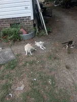 Sari, a female Chinese Crested and Pomeranian for sale in Salemburg, NC – 6 of 9