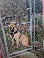 Daisy, a female Belgian Malinois for sale in Salemburg, NC – Photo 2 of 2