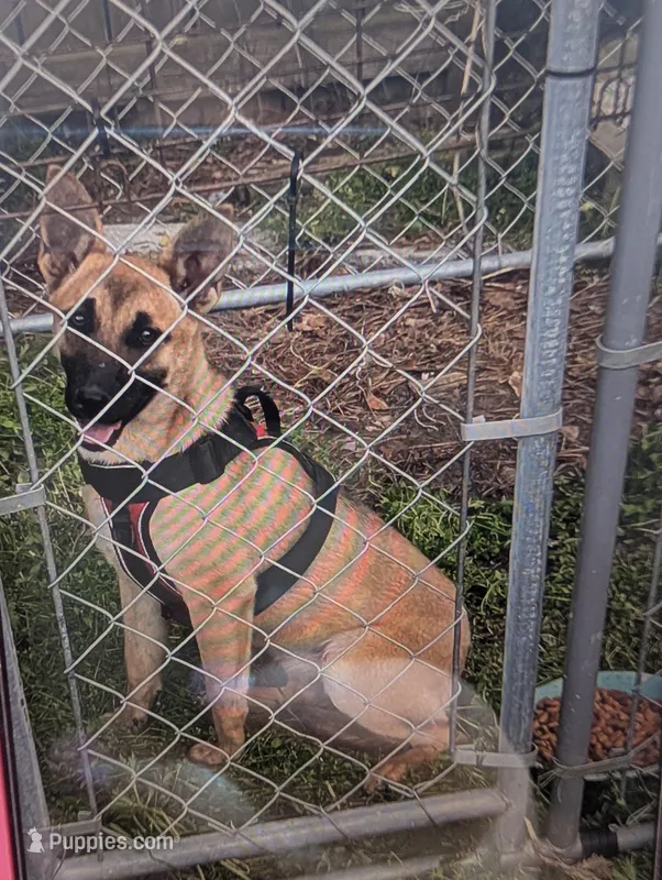 Daisy, a female Belgian Malinois for sale in Salemburg, NC – Photo 1 of 2