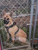 Daisy, a female Belgian Malinois for sale in Salemburg, NC – Photo 1 of 2