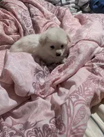Taquito, a male Pomchi for sale in Salemburg, NC – 5 of 6