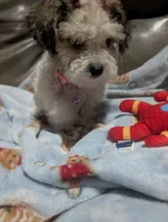 Colocha, a female Poodle - Miniature  for sale in Salemburg, NC – 7 of 10