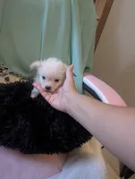 Polar Bear, a male Peekapoo and Pomeranian for sale in Salemburg, NC – 9 of 10
