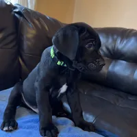 Green, a male Cane Corso and Labradoodle for sale in Brooklyn, NY – Photo 6 of 8