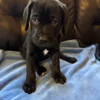 Green, a male Cane Corso and Labradoodle for sale in Brooklyn, NY – Photo 4 of 8
