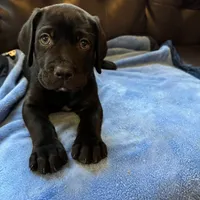 Green, a male Cane Corso and Labradoodle for sale in Brooklyn, NY – Photo 2 of 8