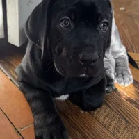 Green, a male Cane Corso and Labradoodle for sale in Brooklyn, NY – Photo 5 of 8