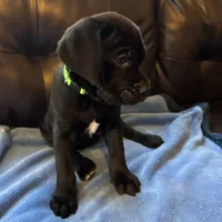 Green, a male Cane Corso and Labradoodle for sale in Brooklyn, NY – Photo 3 of 8