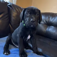 Green, a male Cane Corso and Labradoodle for sale in Brooklyn, NY – Photo 1 of 8