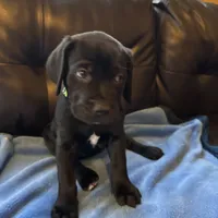 Green, a male Cane Corso and Labradoodle for sale in Brooklyn, NY – Photo 7 of 8
