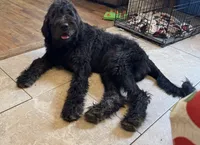 Buddy , a male Labradoodle for sale in Brooklyn, NY – 9 of 10