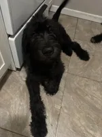 Buddy , a male Labradoodle for sale in Brooklyn, NY – 3 of 10