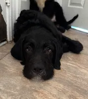 Bentley, a male Cane Corso and Labradoodle for sale in Brooklyn, NY – 3 of 3