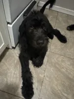 Buddy , a male Labradoodle for sale in Brooklyn, NY – 4 of 10