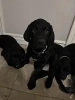 Light Blue collar male, a male Cane Corso and Labradoodle for sale in Brooklyn, NY – Photo 3 of 5