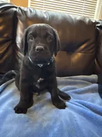 Light Blue collar male, a male Cane Corso and Labradoodle for sale in Brooklyn, NY – Photo 5 of 5