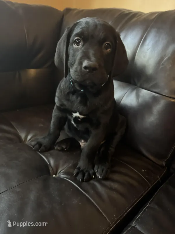 Light Blue collar male