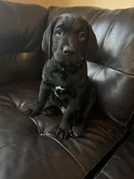 Light Blue collar male, a male Cane Corso and Labradoodle for sale in Brooklyn, NY – Photo 1 of 5