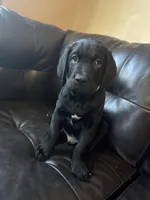 Light Blue collar male, a male Cane Corso and Labradoodle for sale in Brooklyn, NY – Photo 2 of 5